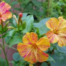 Mirabilis Jalapa Four O'Clock Broken Colors Bicolor Mix Flower Seeds Showy Easy to Grow