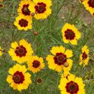 Coreopsis Tinctoria Plains Coreopsis Dwarf Flower Seeds Long Lasting Blooms Easy to Grow
