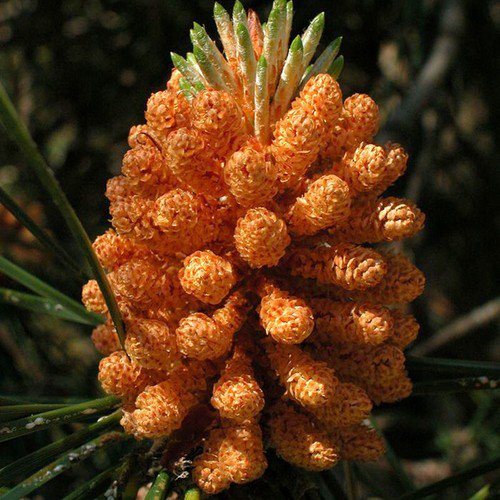 Pinus Pinaster Maritime Pine Tree Seeds Distinctive Bark Resin Producing Easy to Grow
