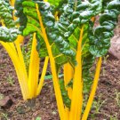 Canary Yellow Swiss Chard Beta Vulgaris Cicla Vegetable Seeds  Easy to Grow