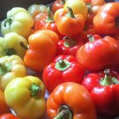 Alma Paprika Pepper Hot Capsicum Annuum Vegetable Seeds Beautifully Shaped Easy to Grow