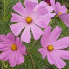 Cosmos Bipinnatus 'Pinkie' Cosmos Pink Flower Seeds Delicate Flowers Easy to Grow