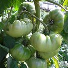 Aunt Ruby’S German Green Lycopersicon Esculentum Tomato Seeds Easy to Grow
