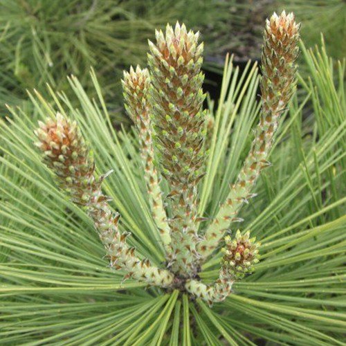 Pinus Jeffreyi Jeffrey Pine Tree Seeds Pleasant Fragrance Attractive Cones Easy to Grow