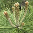 Pinus Jeffreyi Jeffrey Pine Tree Seeds Pleasant Fragrance Attractive Cones Easy to Grow