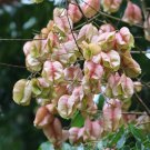 Koelreuteria Paniculata Golden Rain Tree Tree Seeds Golden Summer Blooms Easy to Grow