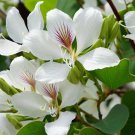 Bauhinia Purpurea Alba White Orchid Tree Tree Seeds Fragrant White Flowers Easy to Grow