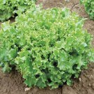 Tango Leaf Lettuce Lactuca Sativa Vegetable Seeds Crisp Texture Easy to Grow