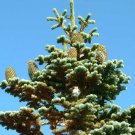 Abies Magnifica Shastensis Shasta Red Fir Tree Seeds Tall And Majestic Easy to Grow