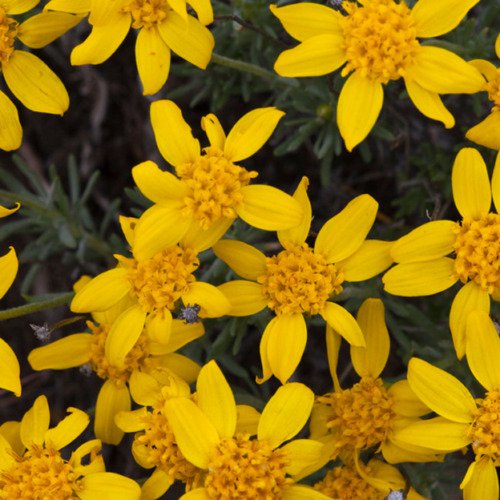 Eriophyllum Lanatum Oregon Sunshine Flower Seeds Vibrant Yellow Flowers Easy to Grow