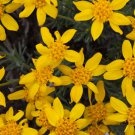 Eriophyllum Lanatum Oregon Sunshine Flower Seeds Vibrant Yellow Flowers Easy to Grow