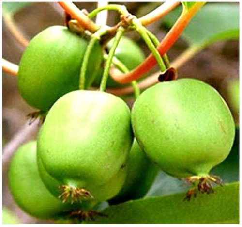 Actinidia Arguta Hardy Kiwi Fruit Seeds Sweet And Tart Flavor Cold Hardy Easy to Grow