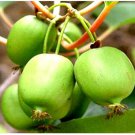 Actinidia Arguta Hardy Kiwi Fruit Seeds Sweet And Tart Flavor Cold Hardy Easy to Grow