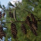 Pinus Griffithi Wallichiana Western Himalayan Pine Tree Seeds Majestic Easy to Grow