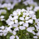 Arabis Alpina White Rockcress Flower Seeds Beautiful Fragrant Flowers Easy to Grow
