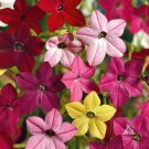 Nicotiana Alata Flowering Tobacco Sensation Mixed Flower Seeds Fragrant Easy to Grow