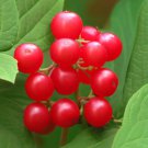 Viburnum Cassinoides Wild Raisin Shrub Seeds Beautiful Fall Foliage Easy to Grow