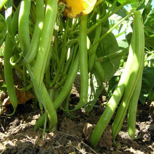 Jade Bush Bean Phaseolus Vulgaris Vegetable Seeds Long Harvesting Life Easy to Grow