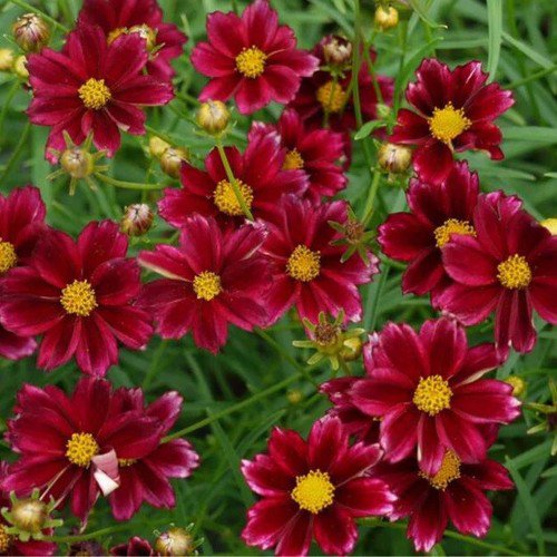 Coreopsis Tinctoria Dwarf Red Plains Coreopsis Flower Seeds Sun Loving Blooms Easy to Grow