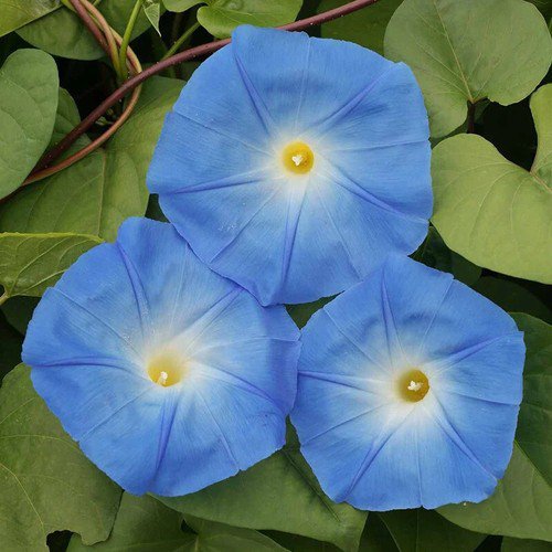 Ipomoea Tricolor 'Heavenly Blue' Morning Glory Blue Flower Seeds Vibrant Easy to Grow