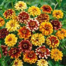 Zinnia Haageana Mexican Zinnia Persian Carpet Flower Seeds Delicate Blooms Easy to Grow