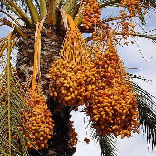 Phoenix Dactylifera Date Palm Tree Tree Seeds Tall And Graceful Appearance Easy to Grow
