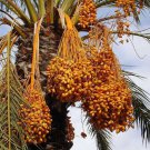 Phoenix Dactylifera Date Palm Tree Tree Seeds Tall And Graceful Appearance Easy to Grow