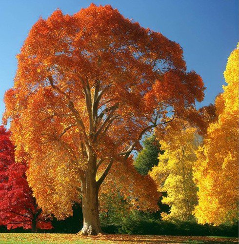 Platanus Occidentalis American Sycamore Tree Seeds Longevity And Resilience Easy to Grow