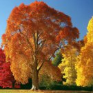 Platanus Occidentalis American Sycamore Tree Seeds Longevity And Resilience Easy to Grow