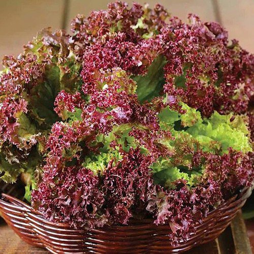 Lolla Rosso Dark Leaf Lettuce Lactuca Sativa Vegetable Seeds  Easy to Grow