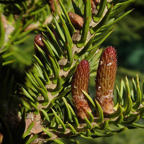 Abies Balsamea Lake State Canadian Balsam Tree Seeds Tall And Symmetrical Easy to Grow