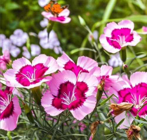 Clarkia Amoena Godetia Dwarf Flower Seeds Attractive Cup Shaped Flowers Easy to Grow