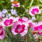 Clarkia Amoena Godetia Dwarf Flower Seeds Attractive Cup Shaped Flowers Easy to Grow