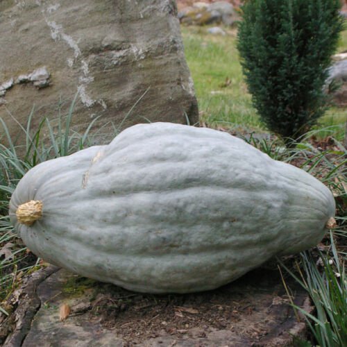 Hubbard Blue Squash Winter Cucurbita Maxima Vegetable Seeds Large Size Easy to Grow