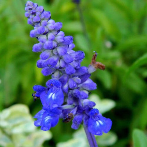 Salvia Farinacea Blue Sage Flower Seeds Delicate Unique Blooms Easy to Grow