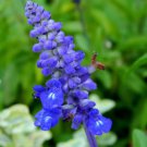 Salvia Farinacea Blue Sage Flower Seeds Delicate Unique Blooms Easy to Grow