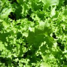 Salad King Endive Cichorium Cichorium Endivia Vegetable Seeds Mild Crisp Easy to Grow