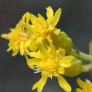 Solidago Nemoralis Gray Goldenrod Flower Seeds Showy Flowers Easy to Grow