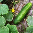 Pioneer F1 Cucumber Hybrid Cucumis Sativus Vegetable Seeds High Yields Easy to Grow