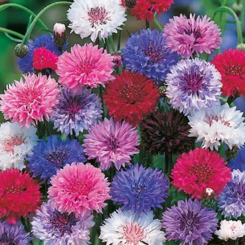 Centaurea Cyanus Cornflower Tall Mixed Flower Seeds Fragrant Blooms Easy to Grow