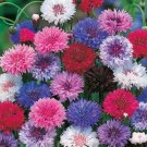 Centaurea Cyanus Cornflower Tall Mixed Flower Seeds Fragrant Blooms Easy to Grow