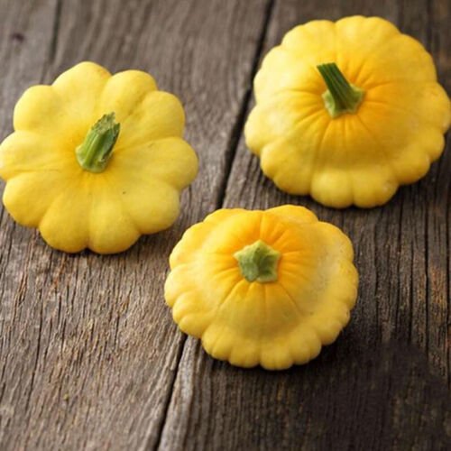 Scallop Yellow Bush Squash Summer Cucurbita Pepo Vegetable Seeds High Yields Easy to Grow