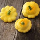 Scallop Yellow Bush Squash Summer Cucurbita Pepo Vegetable Seeds High Yields Easy to Grow