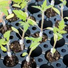 Rst 04 106T Tomato Rootstock Tomato Lycopersicon Esculentum Tomato Seeds Easy to Grow