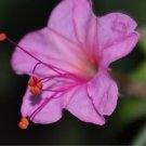 Mirabilis Jalapa Four O'Clock Rose Flower Seeds Long Lasting Blooms Easy to Grow