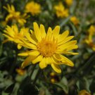 Heterotheca Villosa Golden Aster Flower Seeds Long Lasting Blooms Easy to Grow