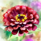 Zinnia Elegans Zinnia Burgundy Meteor Flower Seeds Delicate Blooms Easy to Grow