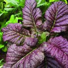Red Giant Mustard Brassica Juncea Vegetable Seeds Spicy Flavor Easy to Grow