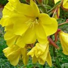 Oenothera Lamarckiana Common Evening Primrose Flower Seeds Elegant Appearance Easy to Grow