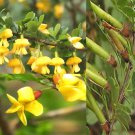 Caragana Korshinskii Korshinsk Peashrub Tree Seeds Bright Yellow Flowers Easy to Grow